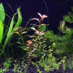 植栽から9日目